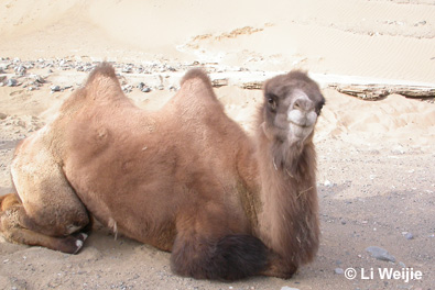 camel sitting down