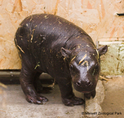 Madagascan Dwarf Hippopotamus