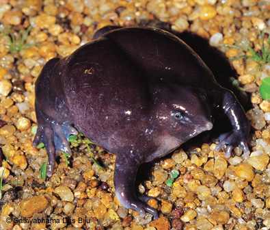 Purple Burrowing Frog