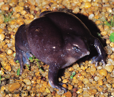 First footage of purple frog!