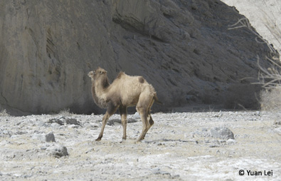habitat of camel