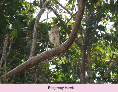 Ridgeway Hawk