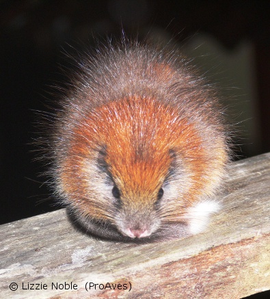 Volunteer researchers rediscover mammal