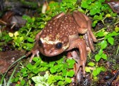 Bullock's False Toad (Telmatobufo bullocki)