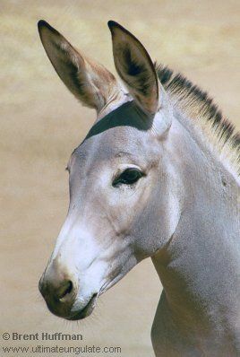 What are the possible results from horses and donkeys mating?