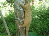 Sunda Pangolin (Manis javanica)