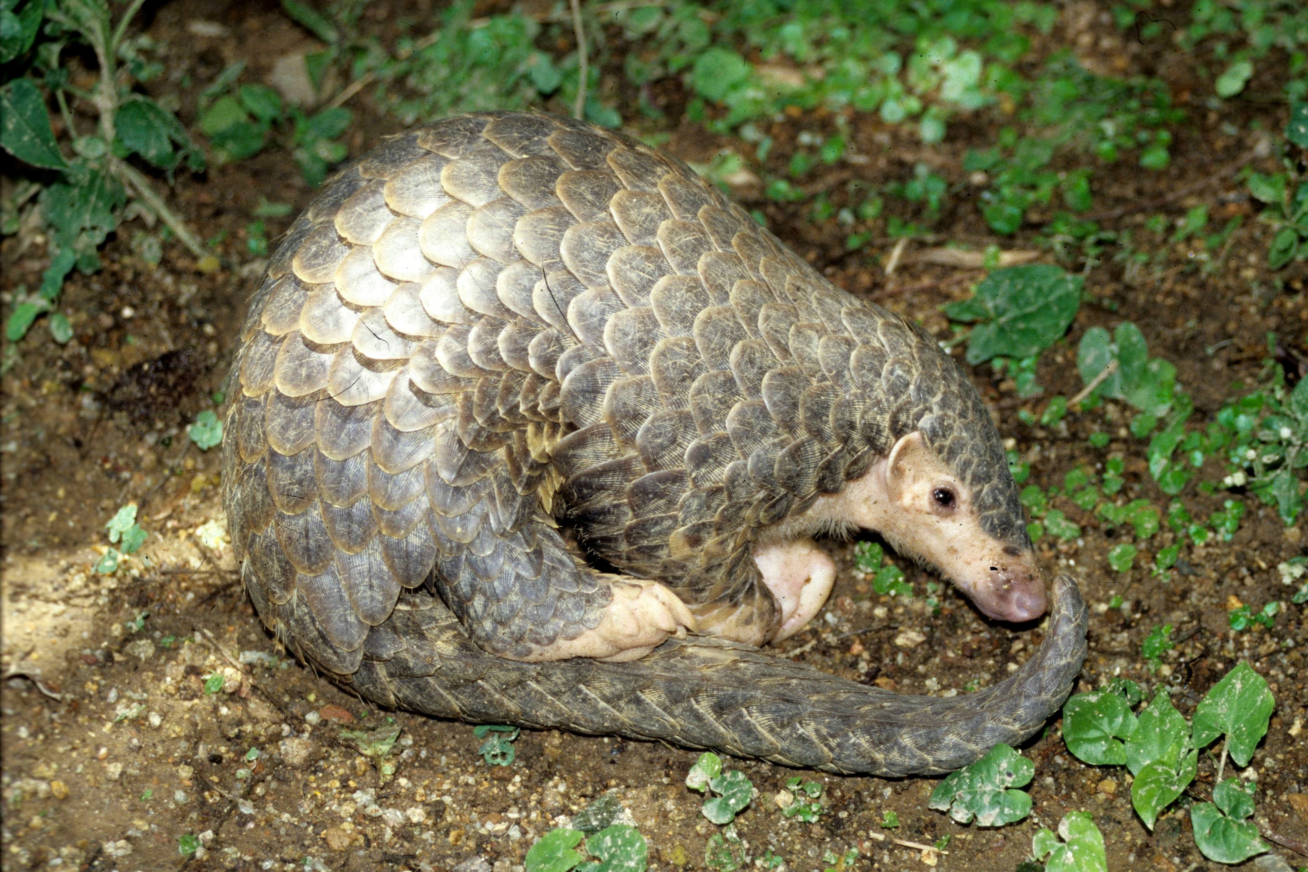 EDGE Blog » Plight of the pangolin: all eight species to move up EDGE list