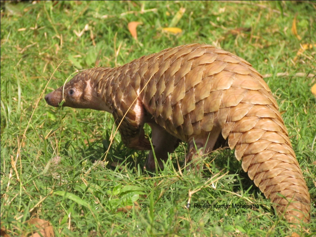 EDGE Blog » Plight of the pangolin: all eight species to move up EDGE list