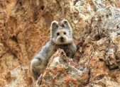 Ili Pika (Ochotona iliensis)