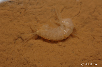 a-blind-shrimp-of-the-genus.jpg