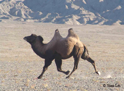 camelrunning.jpg
