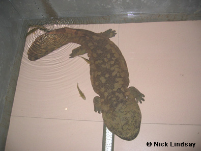 chinese-giant-salamander-3.jpg