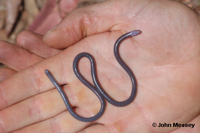 sagalla-caecilian-3.jpg