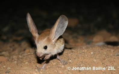 jerboa1.jpg