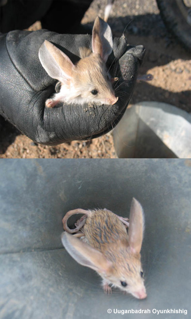 long-eared-jerboa-on-pft.jpg