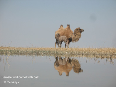 1-female-camel-with-calf.jpg