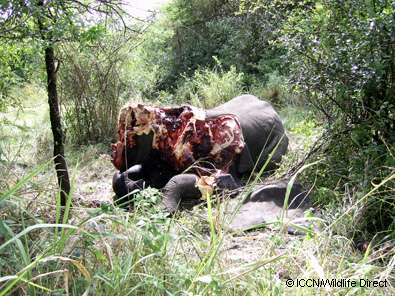 dead-elephant-virunga-april.jpg