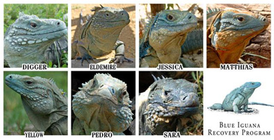 iguana-memorial-small.jpg