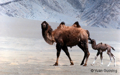 mother-with-son-of-wild-cam.jpg