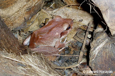 fijian-ground-frog-cropped.jpg