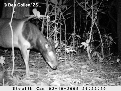 jentinks_duiker3.jpg