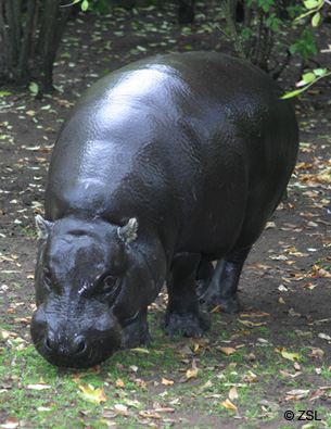 pygmy-hippo_zsl.jpg