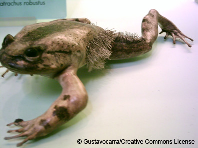 x-frog_t_robustus_gustavoca.jpg