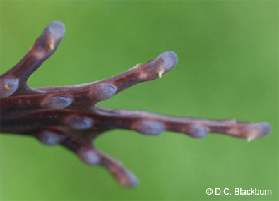 x-frogs_claw_close_up.jpg