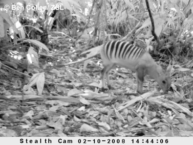 zebraduiker2.jpg