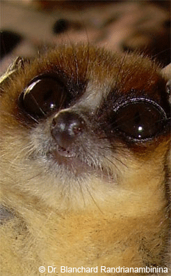 MacArthur’s mouse lemur