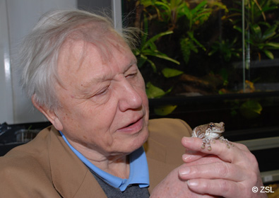Sir David Attenborough & Amazonian milk frog