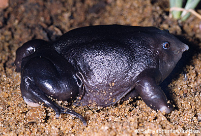 Purple Frog