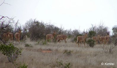 9 members of mukwaju 2 group