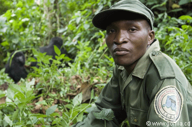 Frederic and his fellow rangers are experts at tracking gorillas through the forest