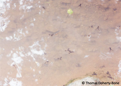 Lake Oku clawed frogs