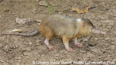 Dominican Republic solenodon