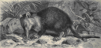 Solenodon