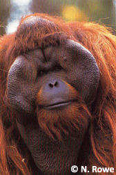 Orangutan