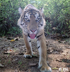 Camera trap photo of Sumatran tiger