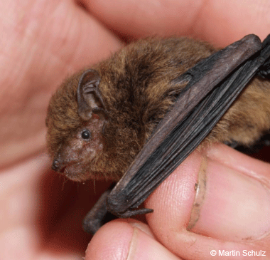 Christmas Island pipistrelle bat