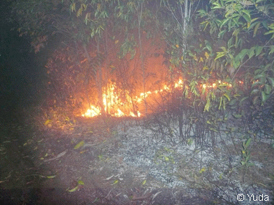 Flames bursting up from the peat