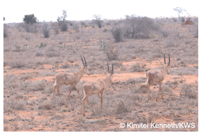 Hirola group