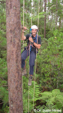 Joe climbing tree