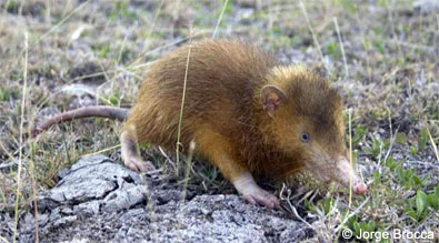 Hispaniolan solenodon