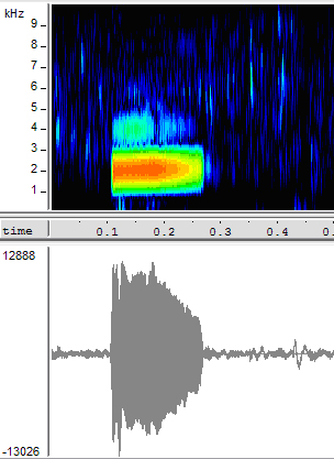 Spectrogram and waveform diagram