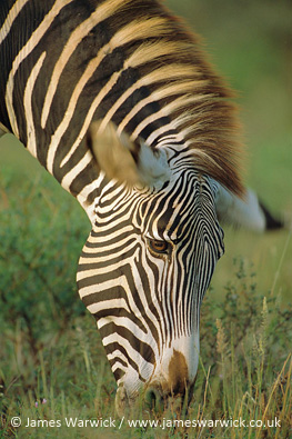 Grévy's zebra is IUCN Species of the Day - EDGE of Existence