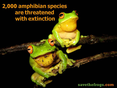 Amphibians threatened with extinction