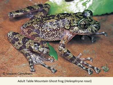 Table Mountain ghost frog