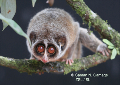 Horton Plains slender loris