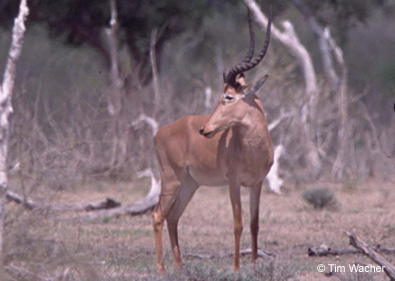 Hirola is IUCN Species of the Day!